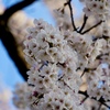 モコモコの桜