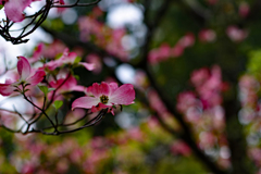 薄紅色の…ハナミズキ