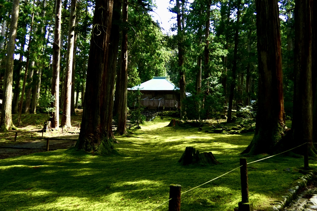 苔寺（4/26T）