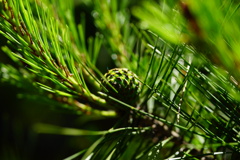 若い松ボックリ