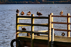 水は冷たかろう