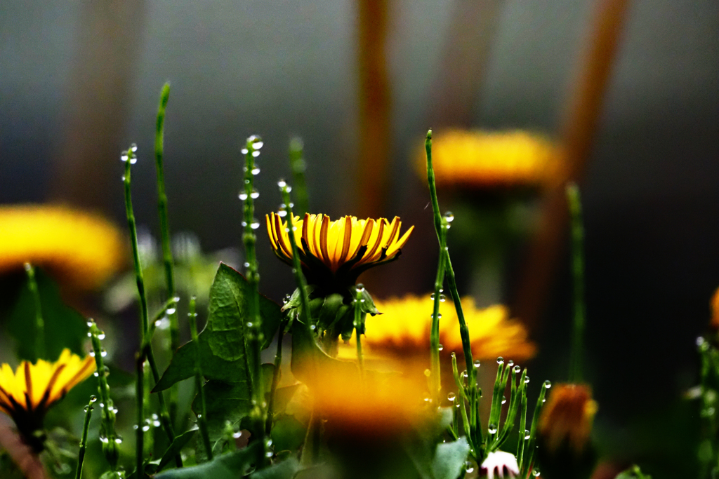 小雨