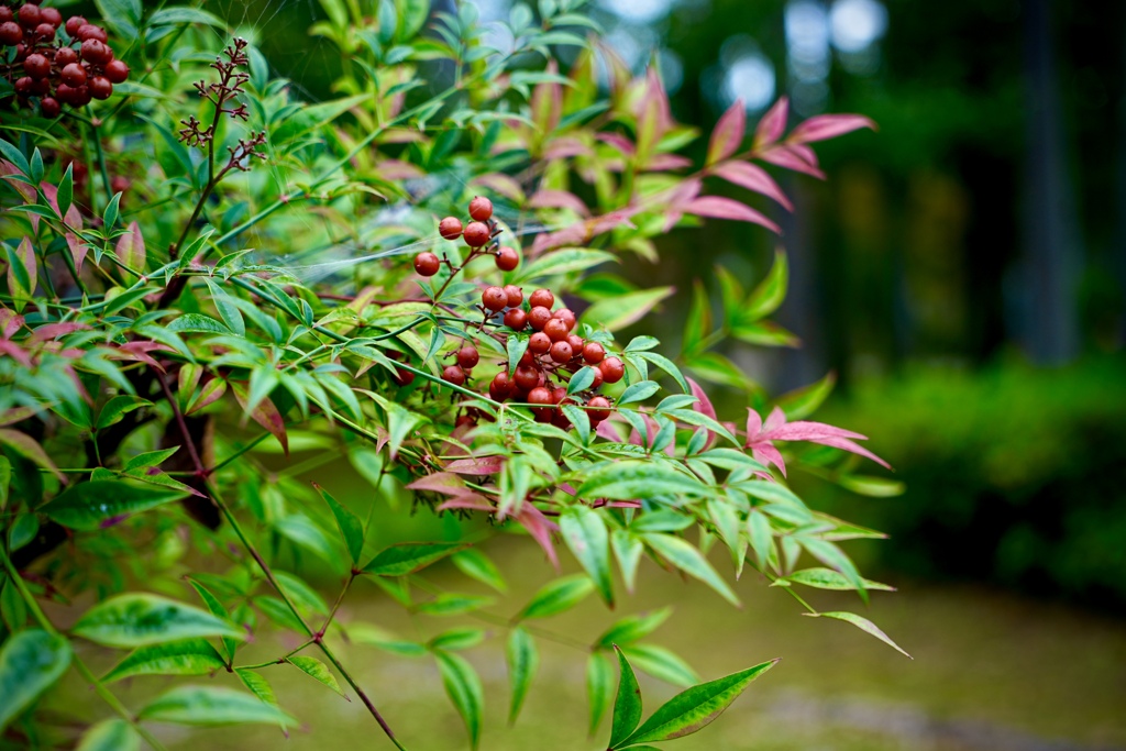 真っ赤になりました