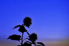 向日葵が朝を待つ