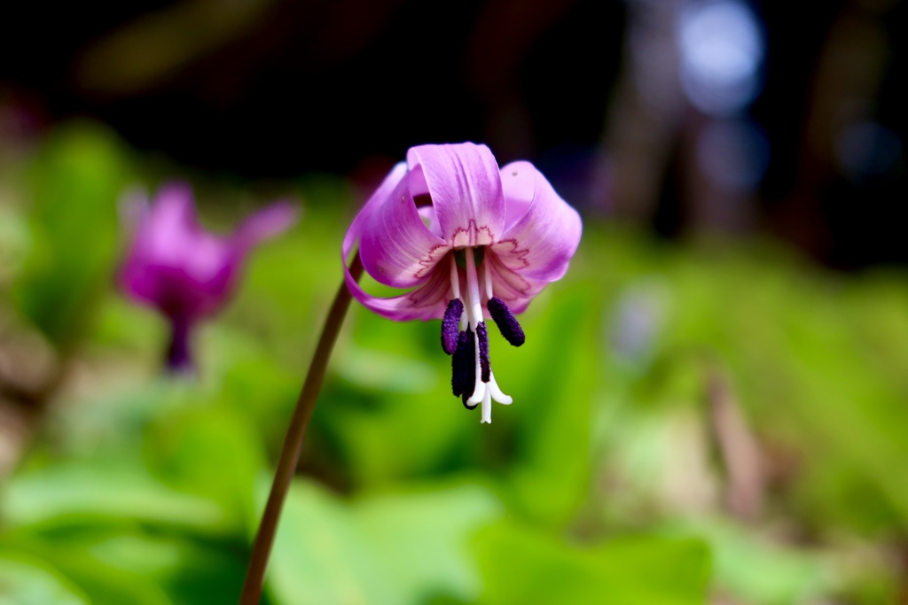 かたくりの花