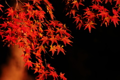 紅い