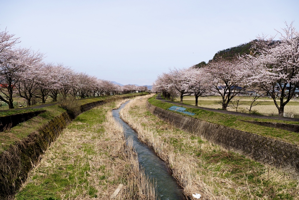 川沿いの桜