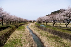 川沿いの桜