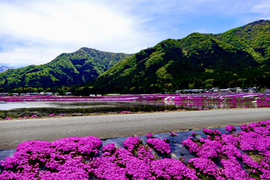 農家の芝桜