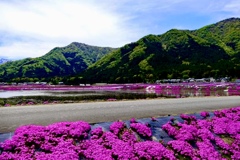 農家の芝桜