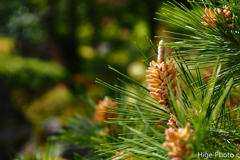 若い松ボックリ