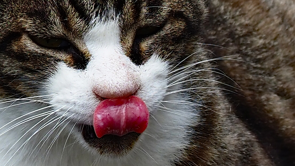 猫舌です
