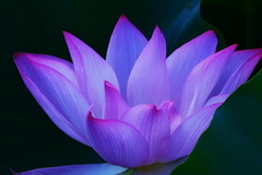 夜明けの華