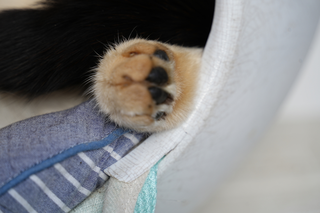 猫の足