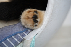猫の足
