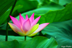 開花始まる