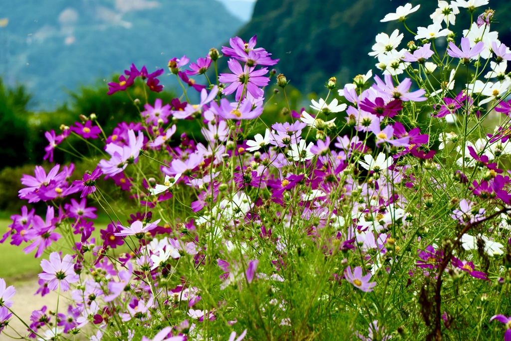小さな花壇