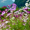 小さな花壇