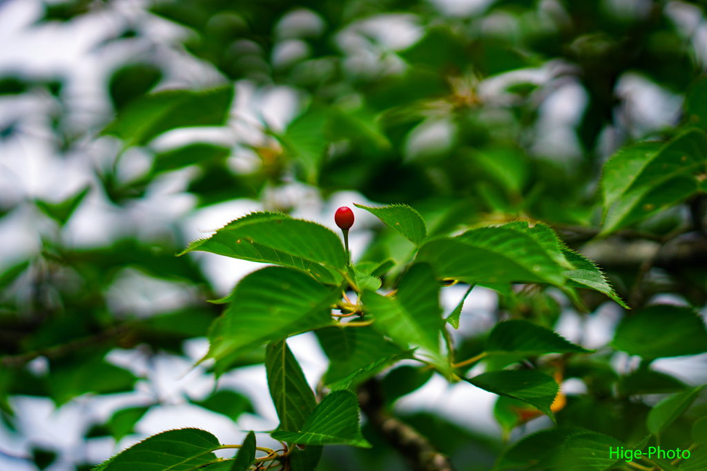 桜の実