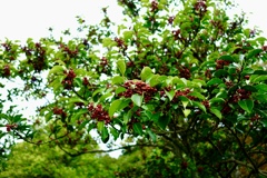 クロガネモチは真っ赤