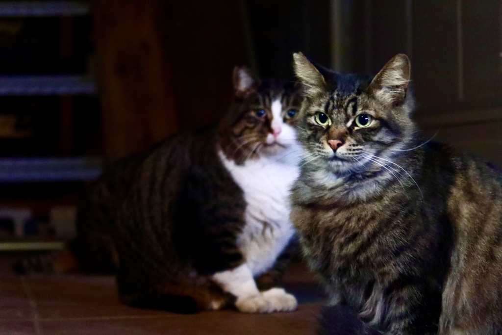 地元ニャンコは夜のパトロール中〜