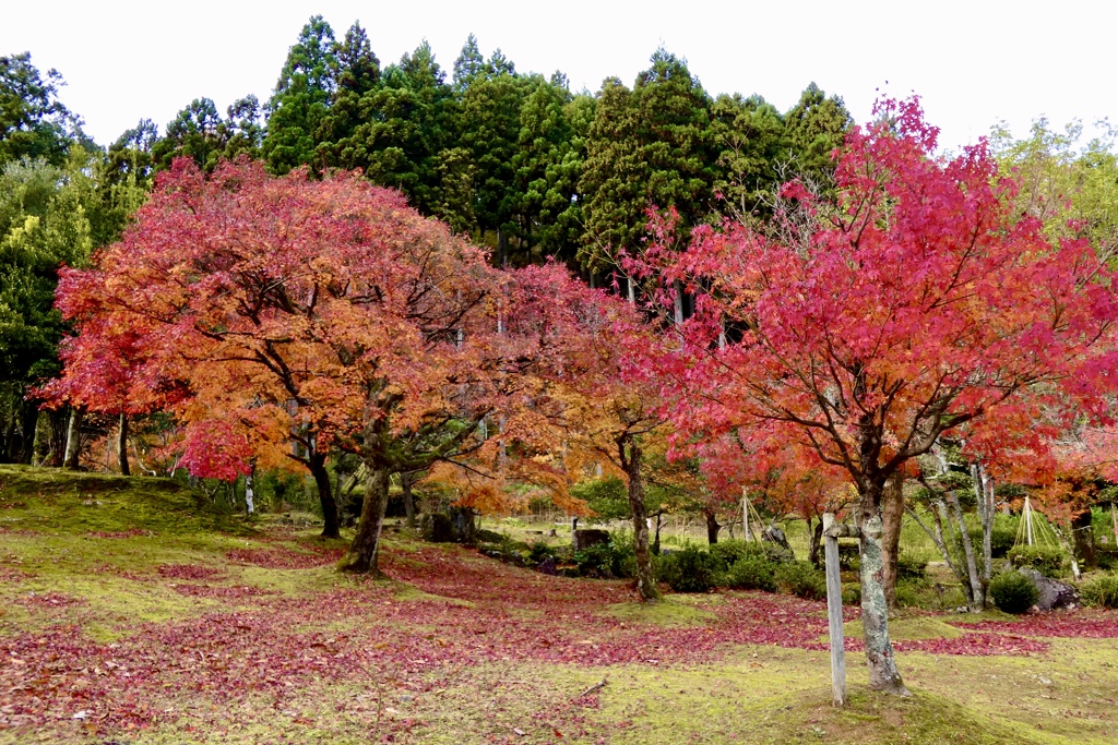落ち葉も楽し