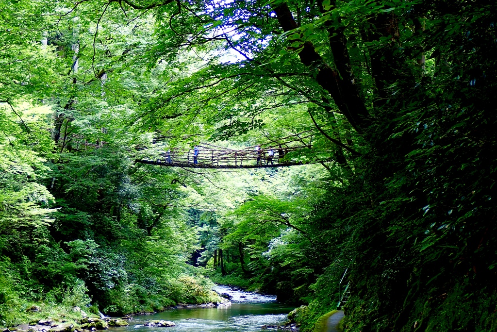 見上げるかずら橋