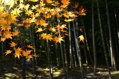 嵐山は紅葉と竹林が楽しめました