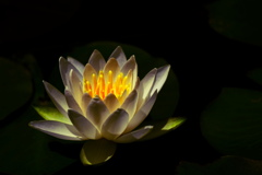睡蓮撮影。今年は終了～１