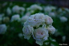 今回、一連の薔薇の撮影はS-Log2を使用してます～
