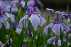 花菖蒲は薄紫