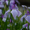 花菖蒲は薄紫
