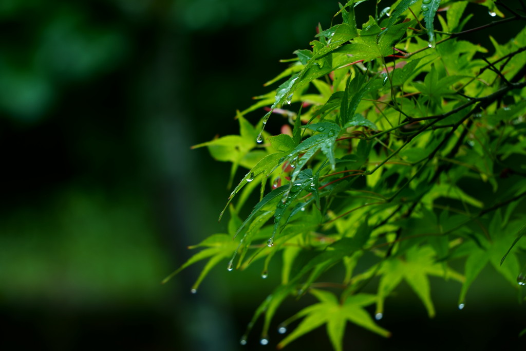 梅雨の始まり
