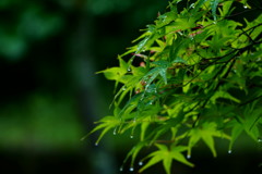 梅雨の始まり
