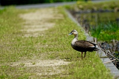 日向ぼっこ