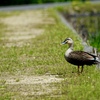 日向ぼっこ