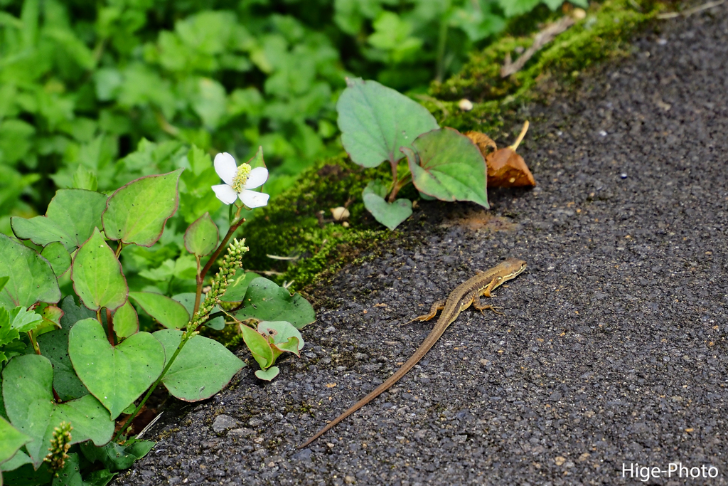 にょろり