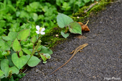 にょろり