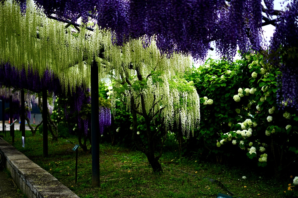 藤の花