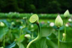 芸術的な…