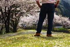 桜のじゅうたん