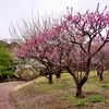 梅林（3/21T）