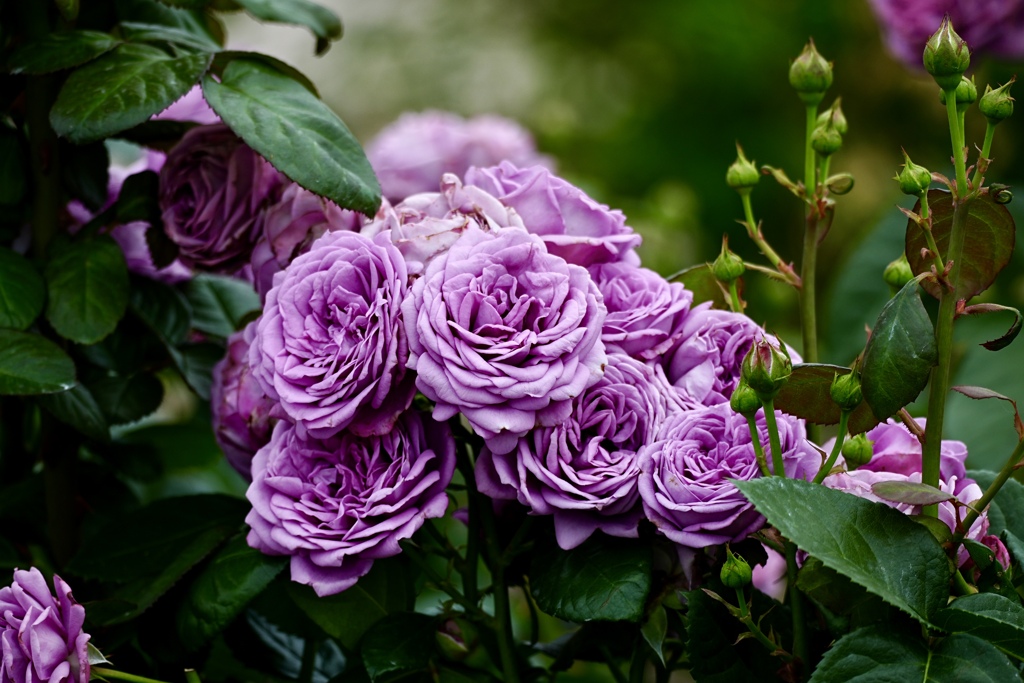 モリモリ咲く薔薇