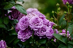 モリモリ咲く薔薇