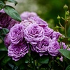 モリモリ咲く薔薇