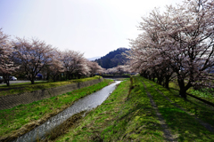 桜の土手