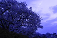 夜明け桜