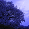 夜明け桜