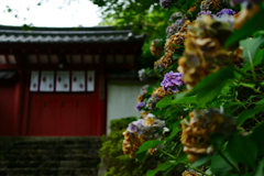 長谷寺の紫陽花は過ぎて