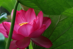 淡く紅さす光景